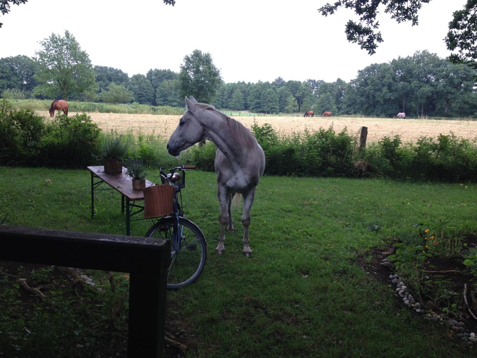 Blockhuette 35 Km Noerdlich Von Hamburg Villa Langeln  ภายนอก รูปภาพ